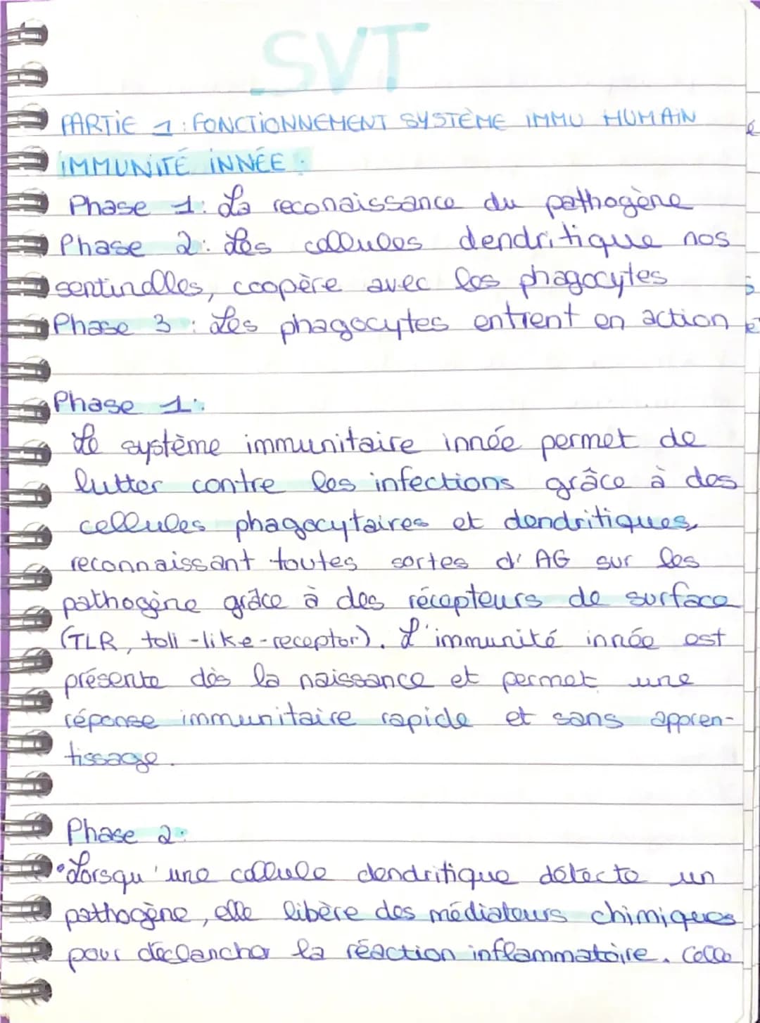 SVT
PARTIE FONCTIONNEMENT SYSTÈME IMMU HUMAIN
IMMUNITÉ INNÉE.
Phase 1: La reconaissance du pathogène
Phase 2: Les collules dendritique n