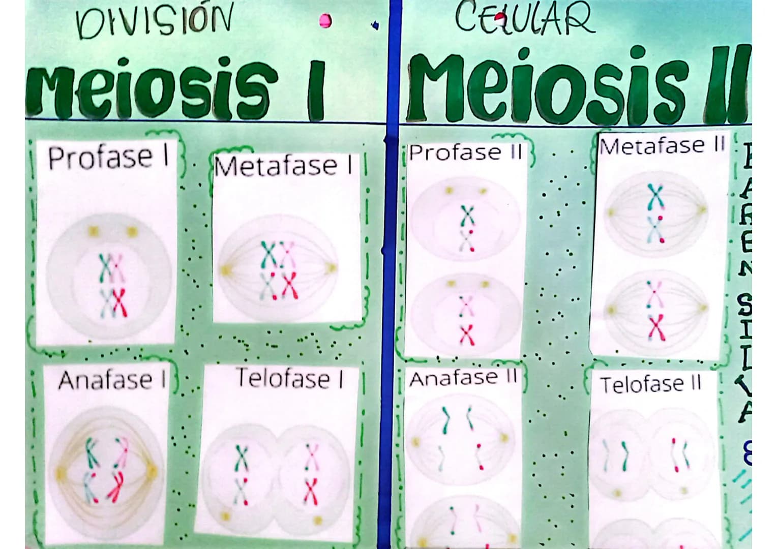 DIVISIÓN
CELULAR
Meiosis |
Meiosis ||
Profase 1. Metafase I
Profase II
Metafase II!
XX
双双
XX
:
XX XX
Anafase I
Telofase I
Anafase II
Telofas