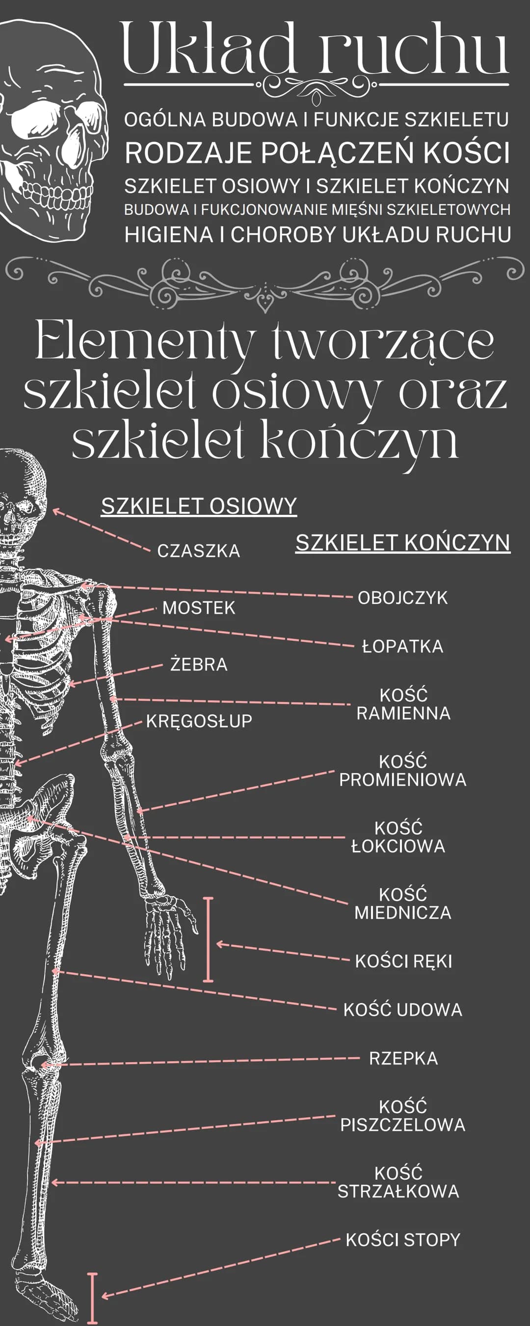 # Uklad ruchu
OGÓLNA BUDOWA I FUNKCJE SZKIELETU
RODZAJE POŁĄCZEŃ KOŚCI
SZKIELET OSIOWY I SZKIELET KOŃCZYN
BUDOWA I FUKCJONOWANIE MIĘŚNI SZK