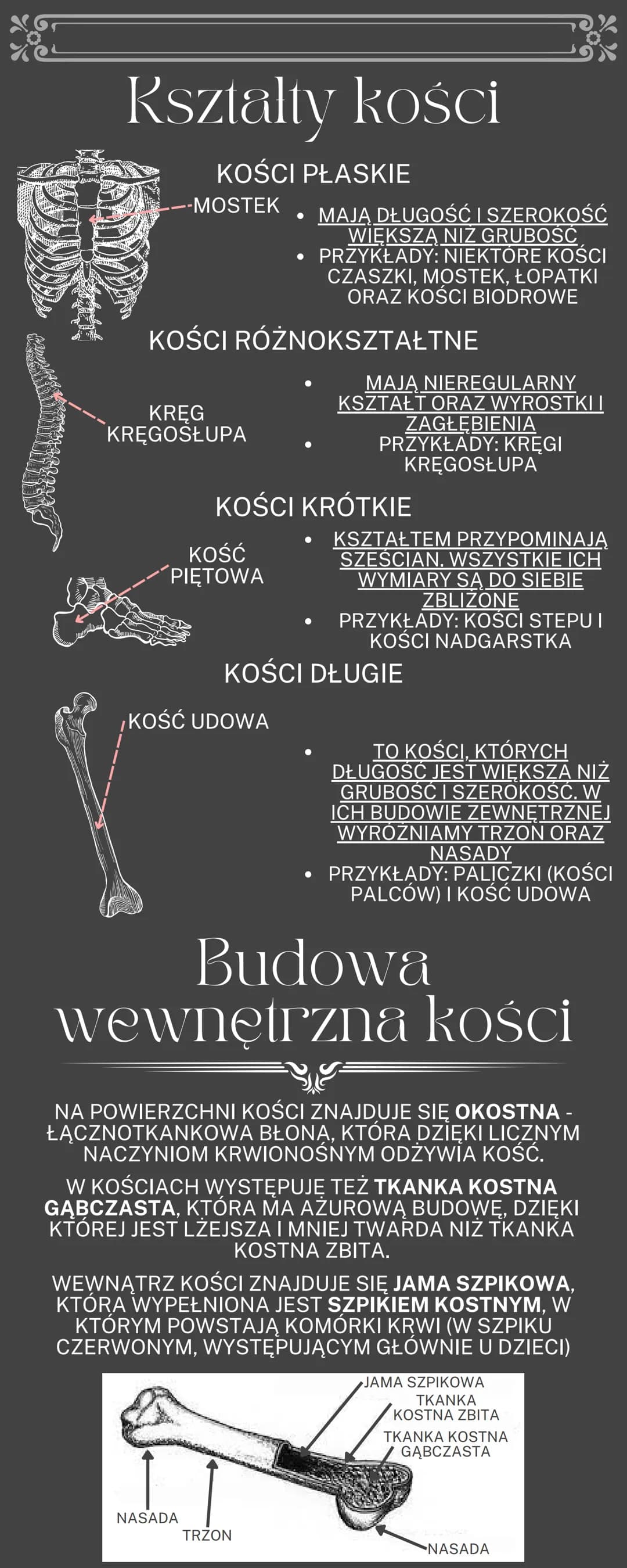 # Uklad ruchu
OGÓLNA BUDOWA I FUNKCJE SZKIELETU
RODZAJE POŁĄCZEŃ KOŚCI
SZKIELET OSIOWY I SZKIELET KOŃCZYN
BUDOWA I FUKCJONOWANIE MIĘŚNI SZK