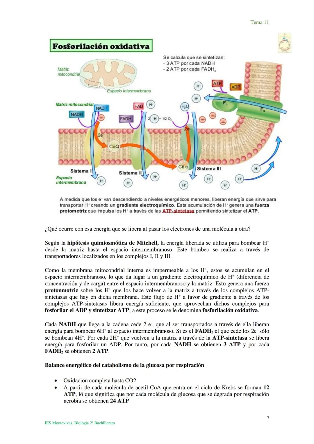 Tema 11 Metabolismo celular. Catabolismo
Tema 11
I. Introducción al catabolismo
Como hemos visto, el catabolismo es un
conjunto de reaccio