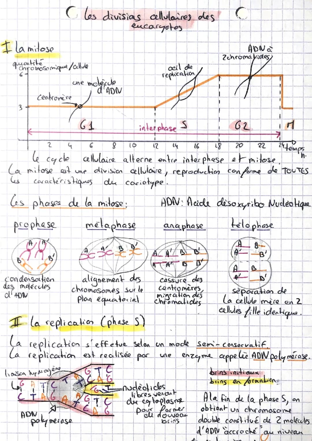 Cles divisias cellulaires des
eucaryotes
C
I la mitose
quen bithasomique/allule
6-
one molecule
d'ADN
ADNa
Zchroma kides
oœil de
replication