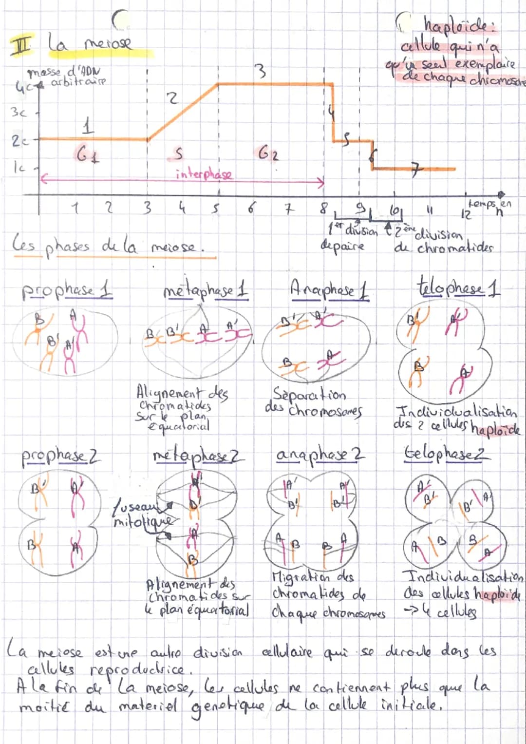Cles divisias cellulaires des
eucaryotes
C
I la mitose
quen bithasomique/allule
6-
one molecule
d'ADN
ADNa
Zchroma kides
oœil de
replication