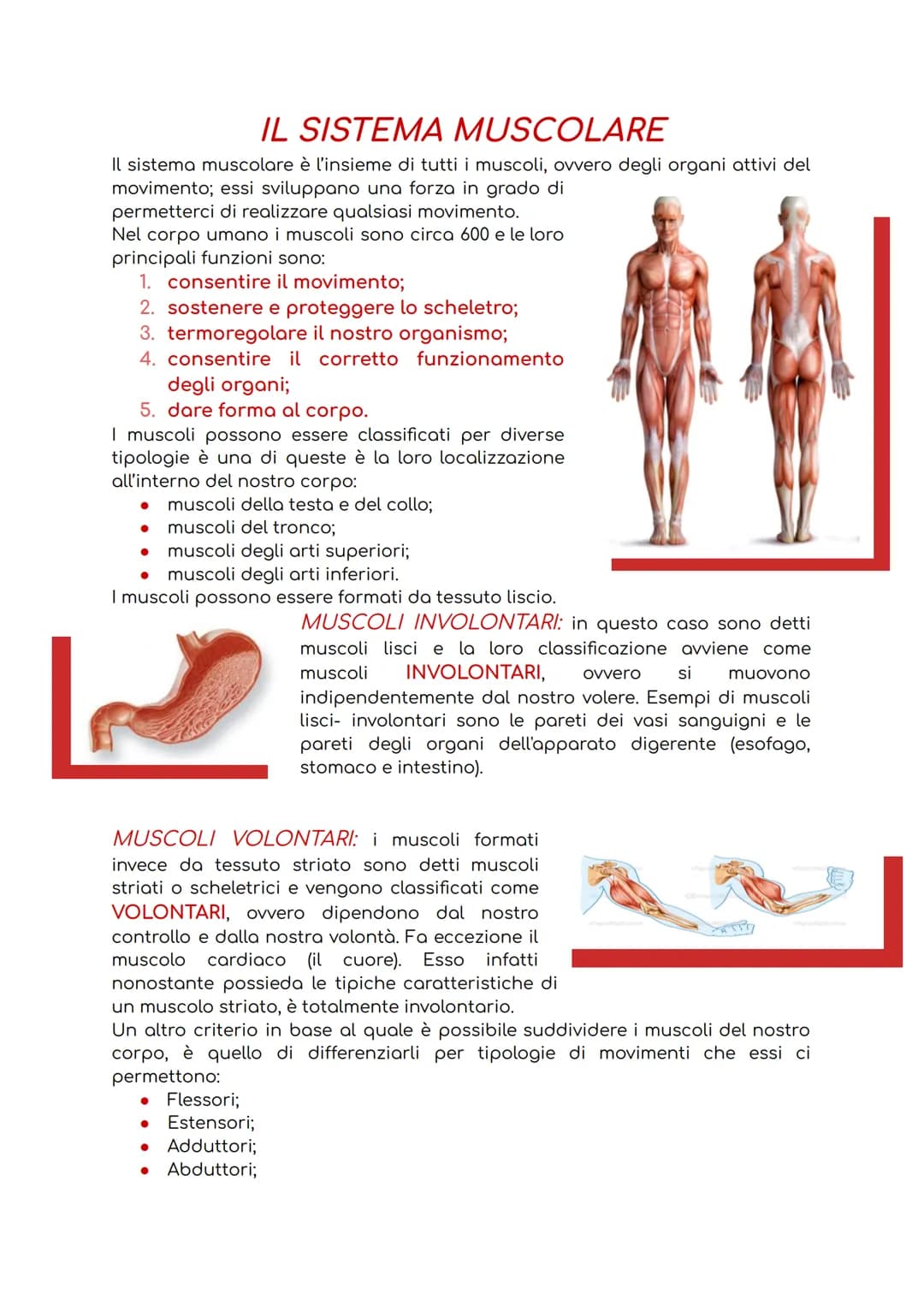 # IL SISTEMA MUSCOLARE
Il sistema muscolare è l'insieme di tutti i muscoli, ovvero degli organi attivi del
movimento; essi sviluppano una f