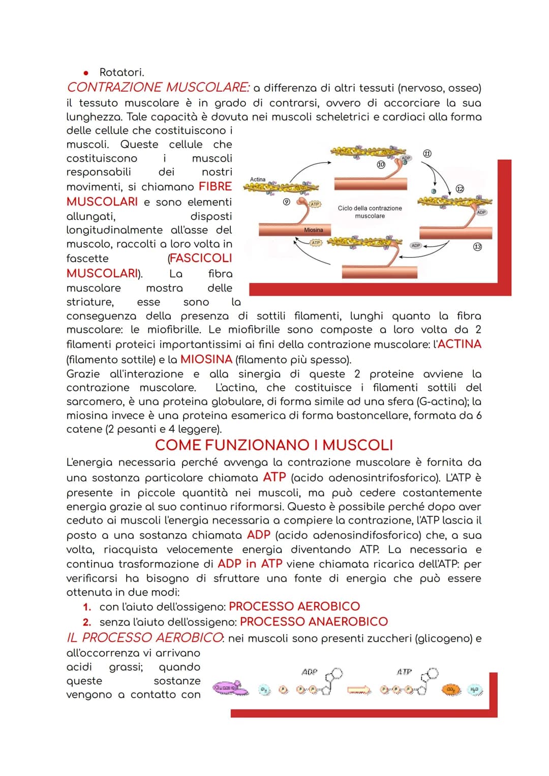 # IL SISTEMA MUSCOLARE
Il sistema muscolare è l'insieme di tutti i muscoli, ovvero degli organi attivi del
movimento; essi sviluppano una f