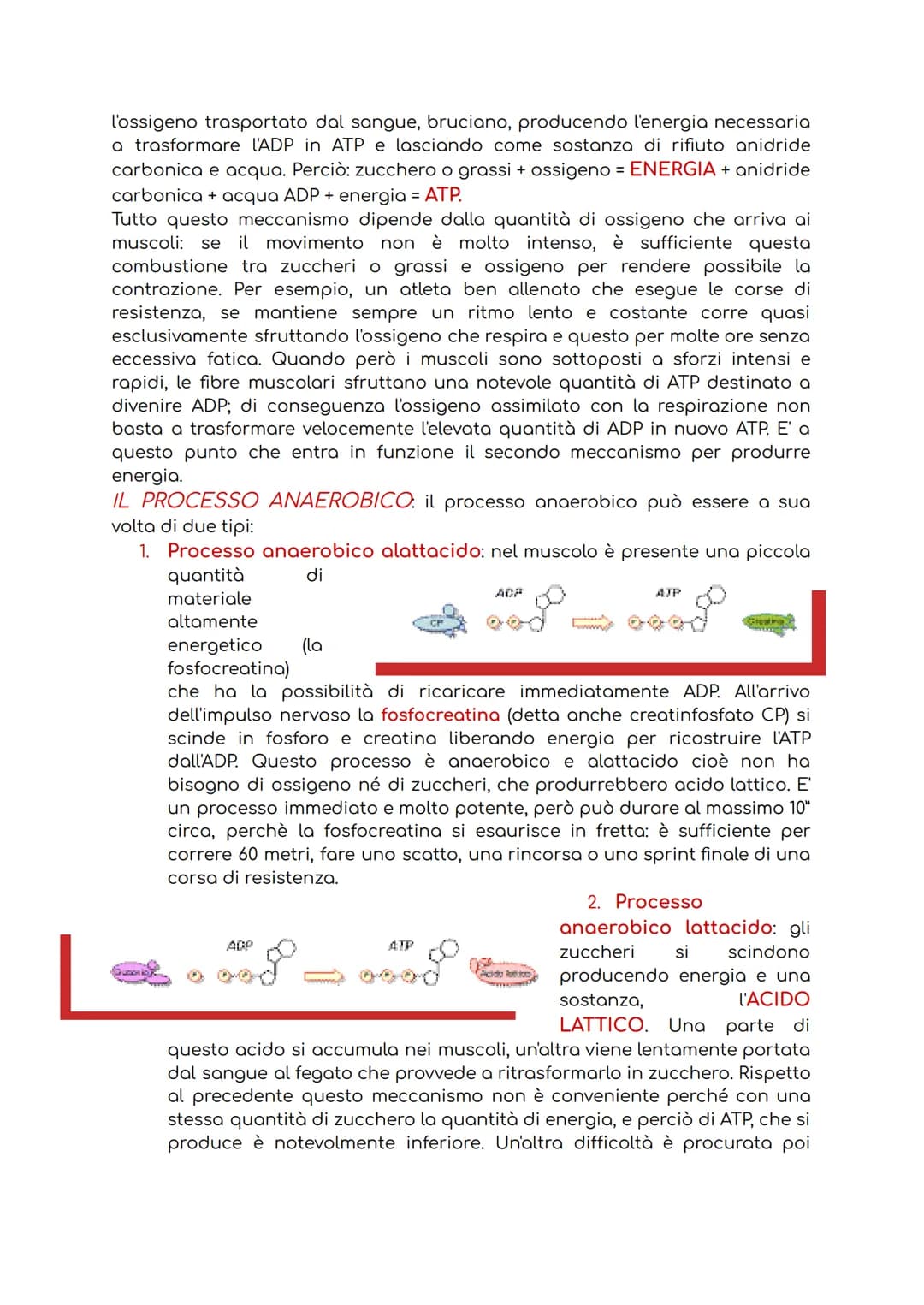 # IL SISTEMA MUSCOLARE
Il sistema muscolare è l'insieme di tutti i muscoli, ovvero degli organi attivi del
movimento; essi sviluppano una f