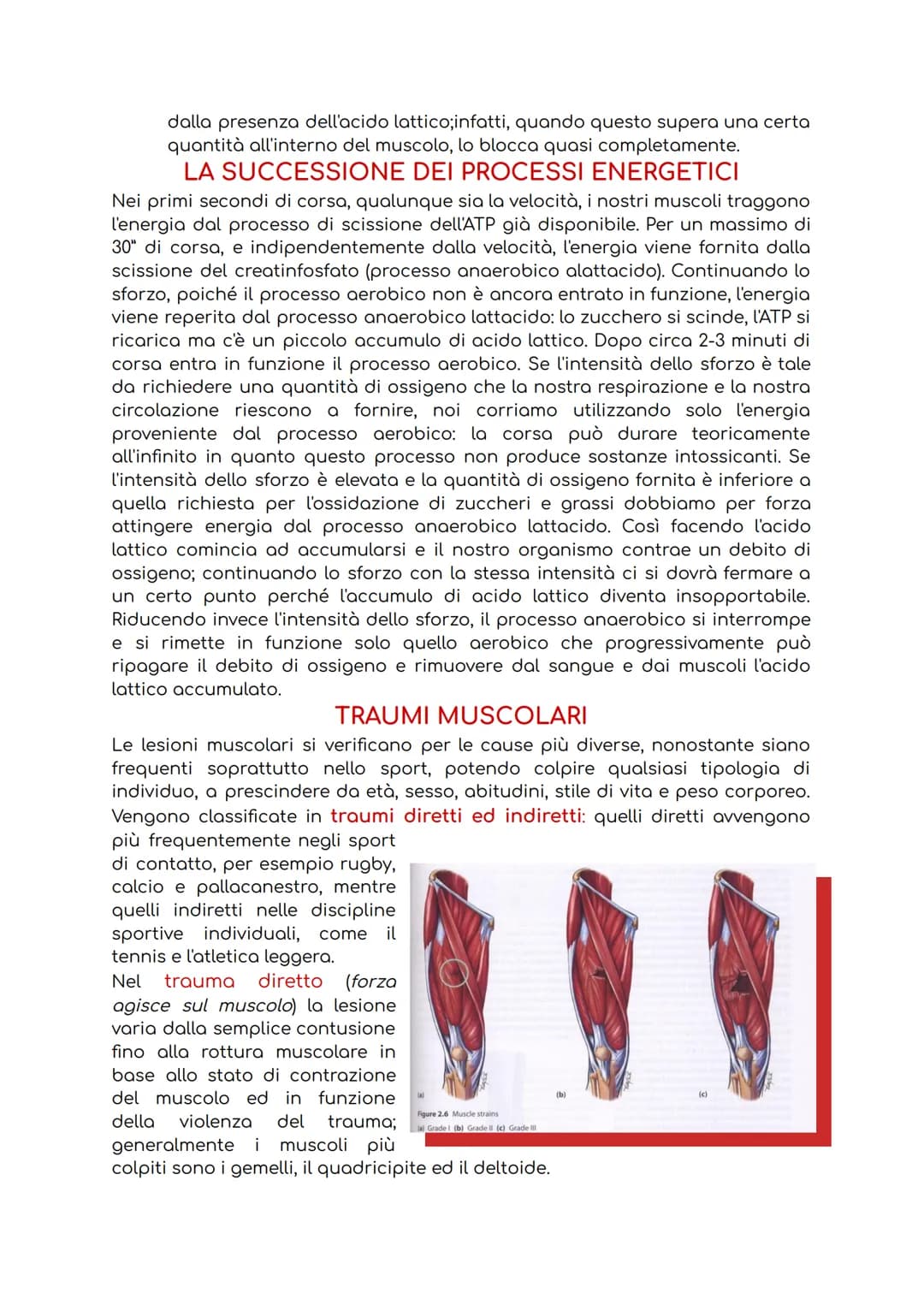 # IL SISTEMA MUSCOLARE
Il sistema muscolare è l'insieme di tutti i muscoli, ovvero degli organi attivi del
movimento; essi sviluppano una f