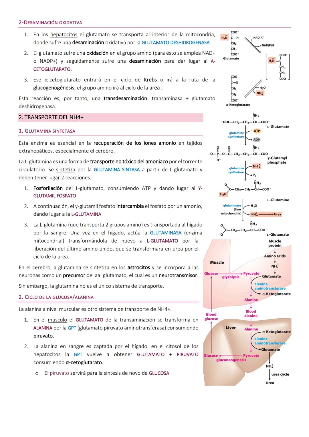 # Degradacion de proteinas.
METABOLISMO DE PROTEÍNAS
Las proteínas de la dieta son los precursores de los compuestos nitrogenados de los a