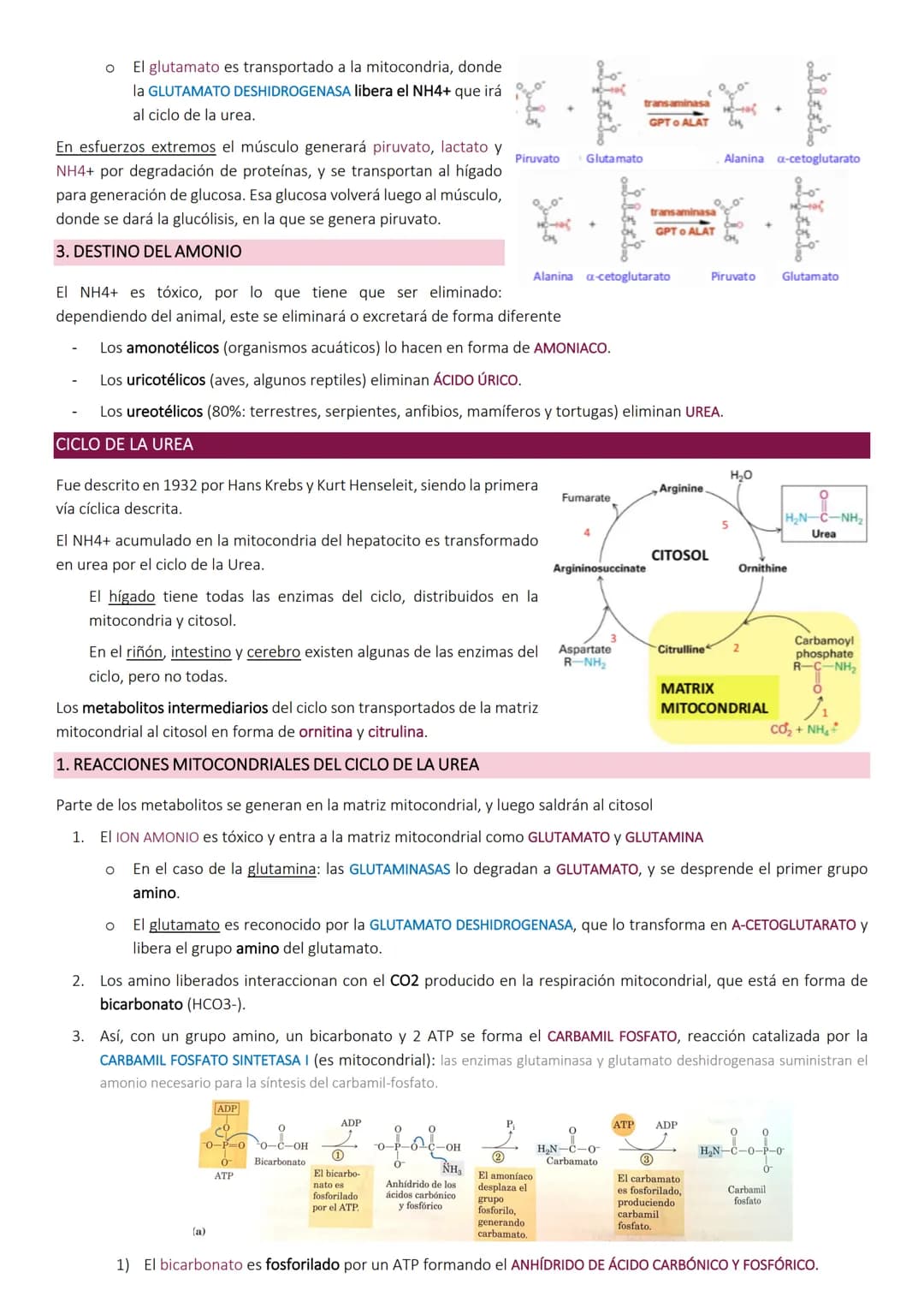 # Degradacion de proteinas.
METABOLISMO DE PROTEÍNAS
Las proteínas de la dieta son los precursores de los compuestos nitrogenados de los a