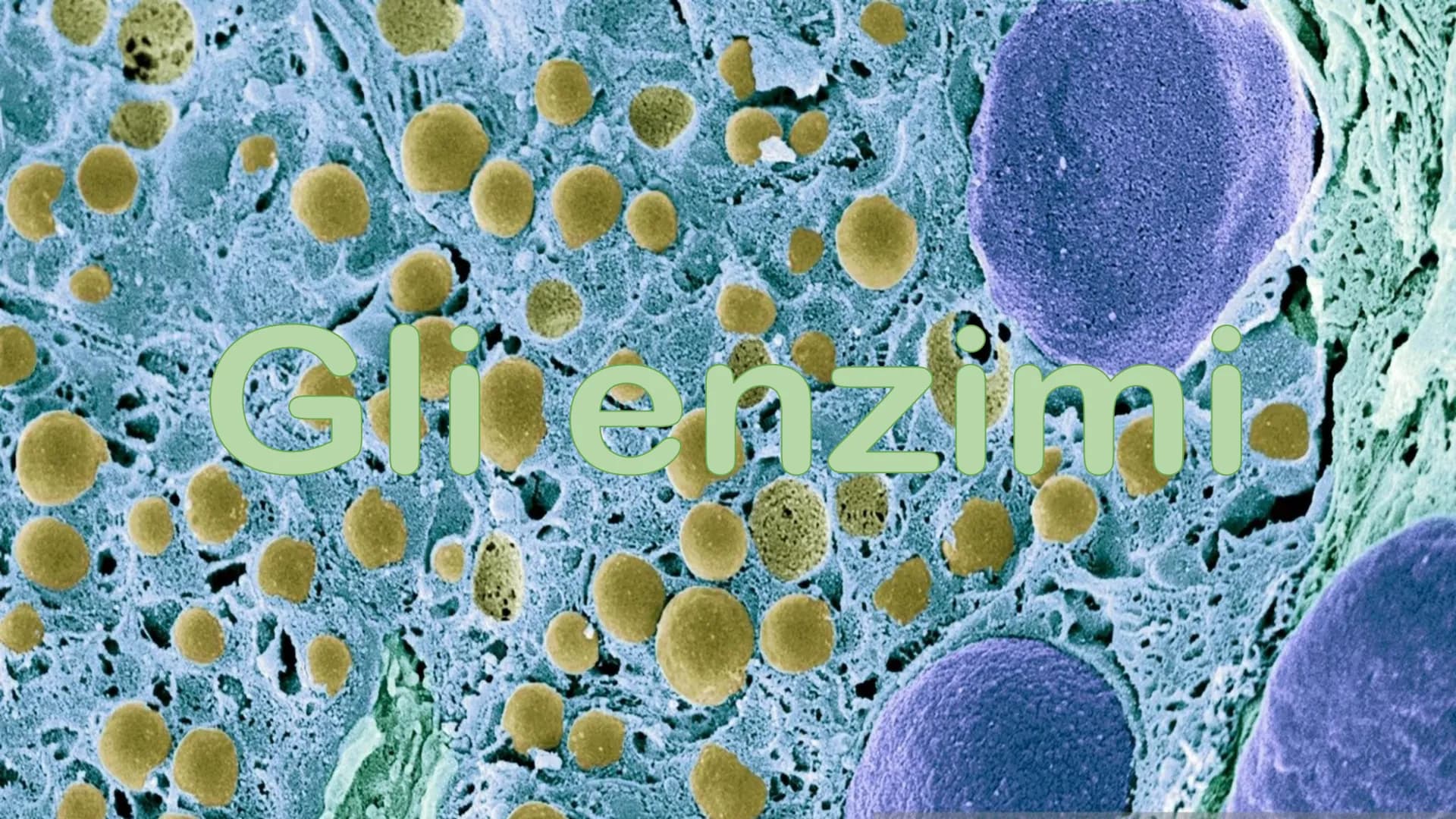 Gli enzimi # Cosa sono gli enzimi?
Gli enzimi sono catalizzatori biologici di origine proteica la cui funzione è quella di
velocizzare le r