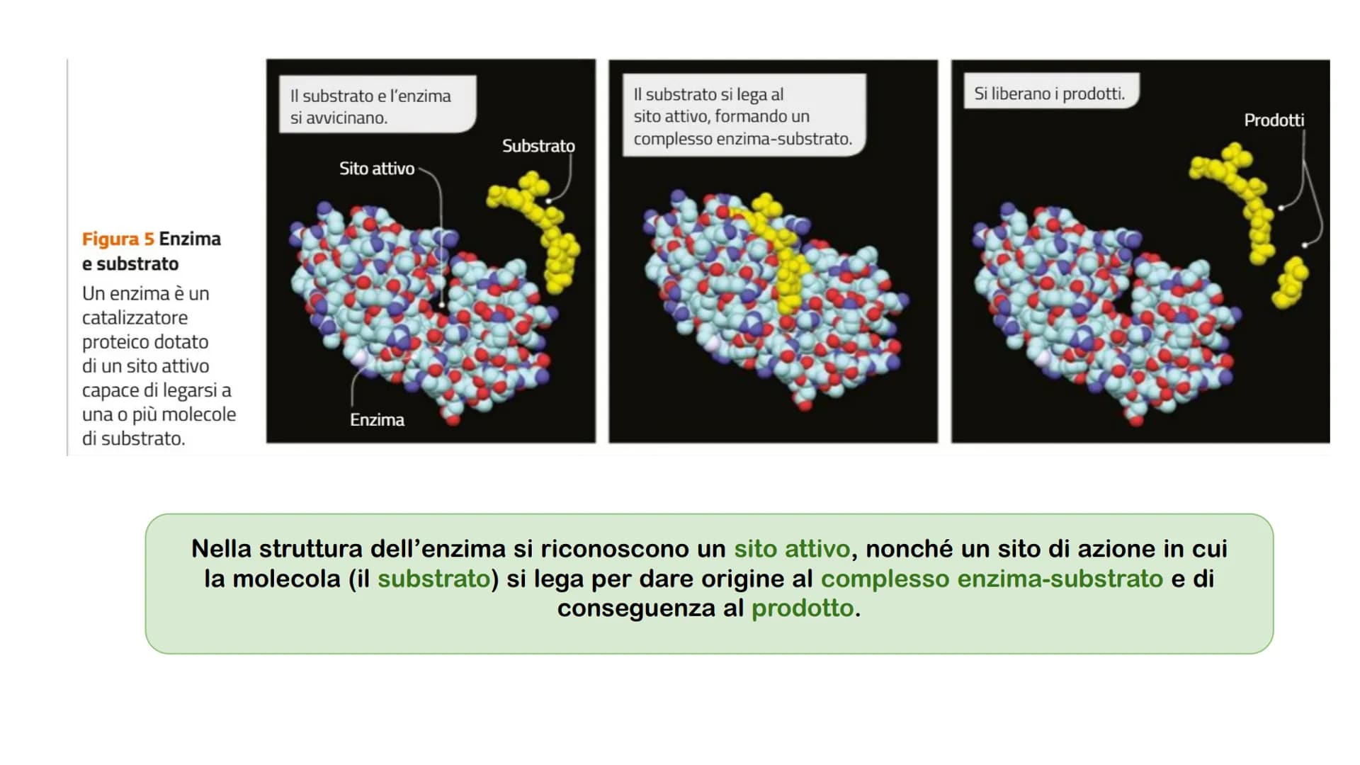 Gli enzimi # Cosa sono gli enzimi?
Gli enzimi sono catalizzatori biologici di origine proteica la cui funzione è quella di
velocizzare le r
