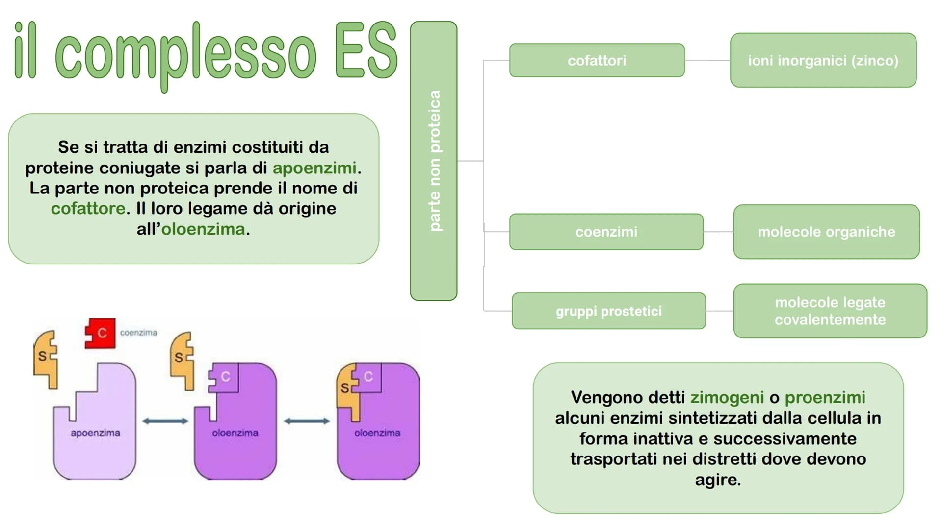 Gli enzimi # Cosa sono gli enzimi?
Gli enzimi sono catalizzatori biologici di origine proteica la cui funzione è quella di
velocizzare le r