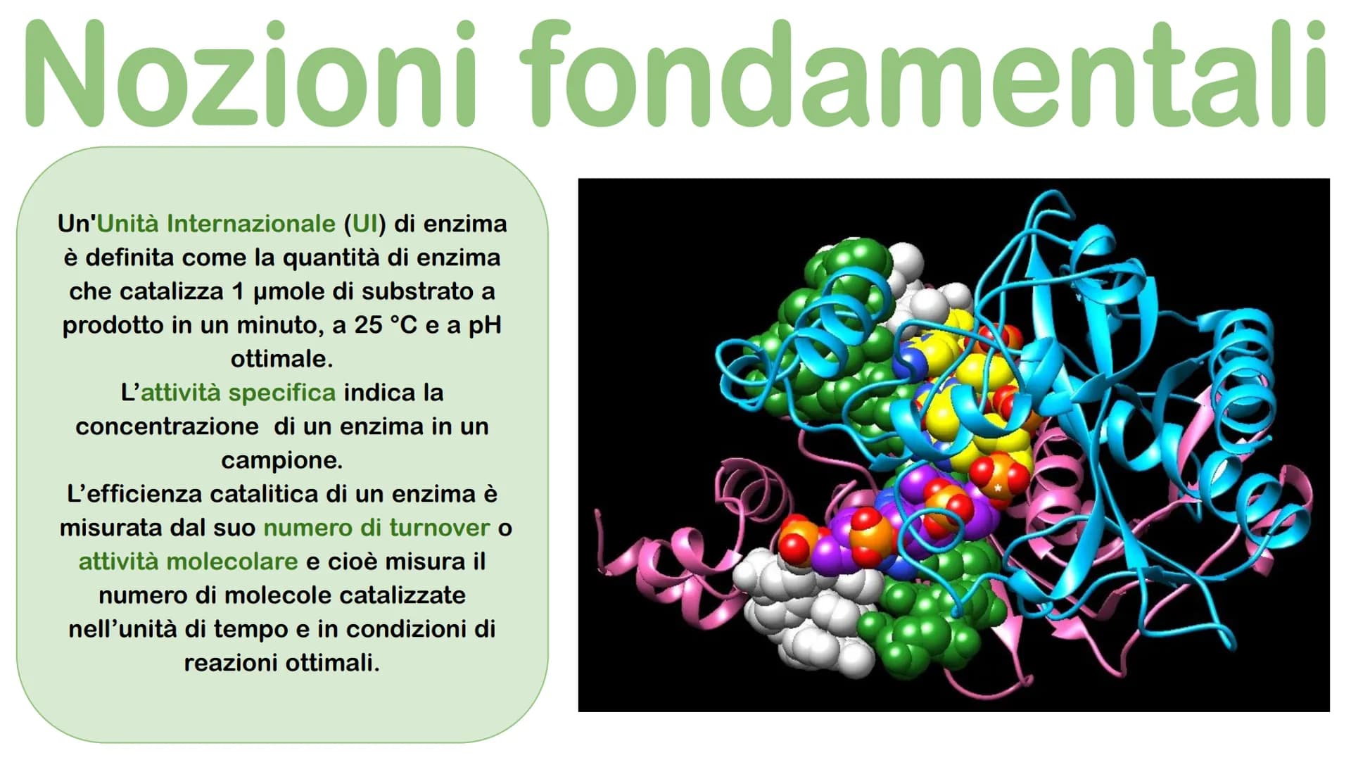 Gli enzimi # Cosa sono gli enzimi?
Gli enzimi sono catalizzatori biologici di origine proteica la cui funzione è quella di
velocizzare le r