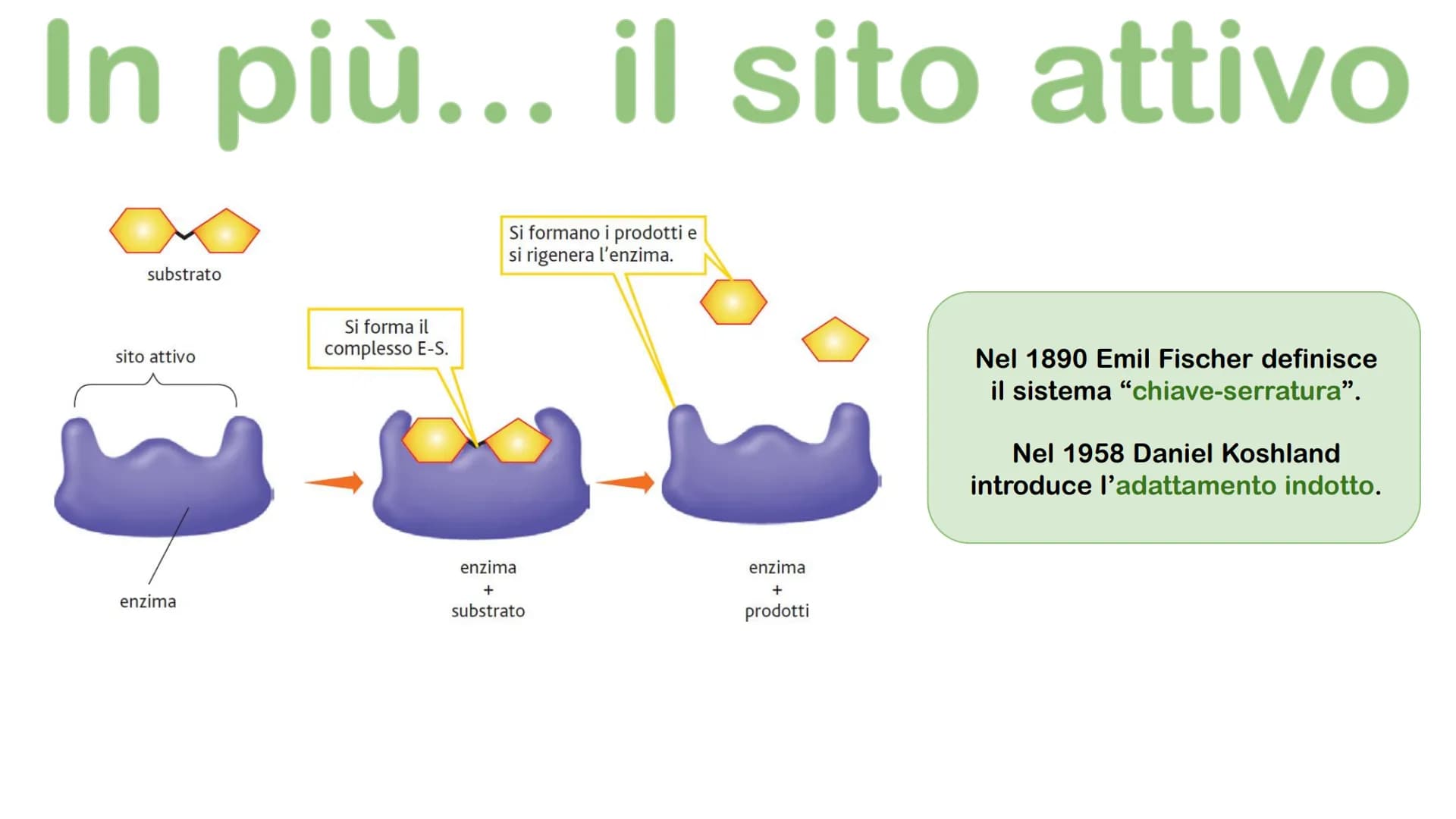 Gli enzimi # Cosa sono gli enzimi?
Gli enzimi sono catalizzatori biologici di origine proteica la cui funzione è quella di
velocizzare le r