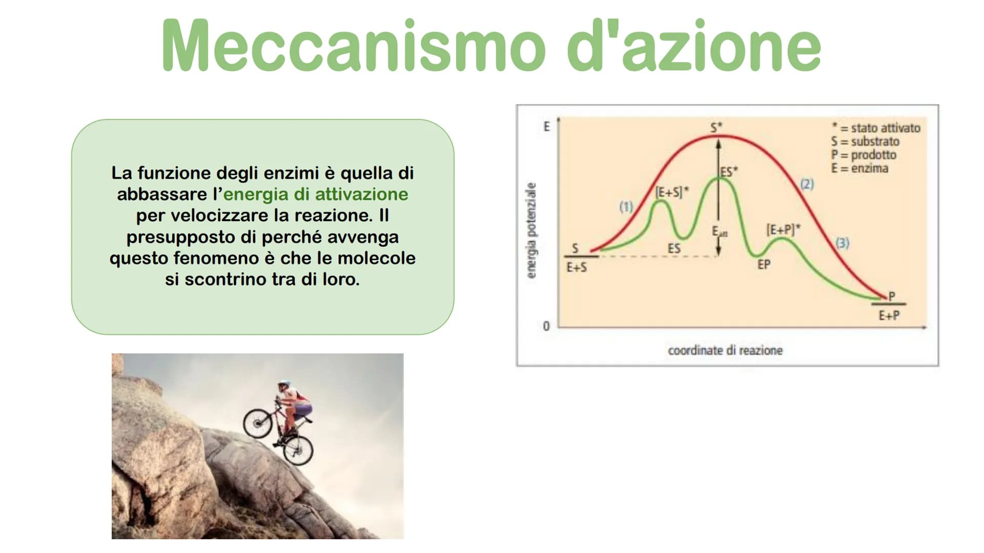 Gli enzimi # Cosa sono gli enzimi?
Gli enzimi sono catalizzatori biologici di origine proteica la cui funzione è quella di
velocizzare le r