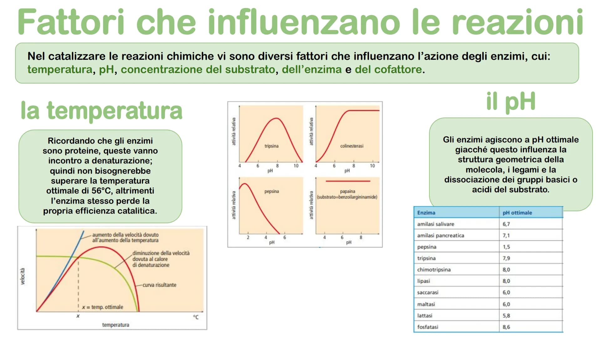 Gli enzimi # Cosa sono gli enzimi?
Gli enzimi sono catalizzatori biologici di origine proteica la cui funzione è quella di
velocizzare le r