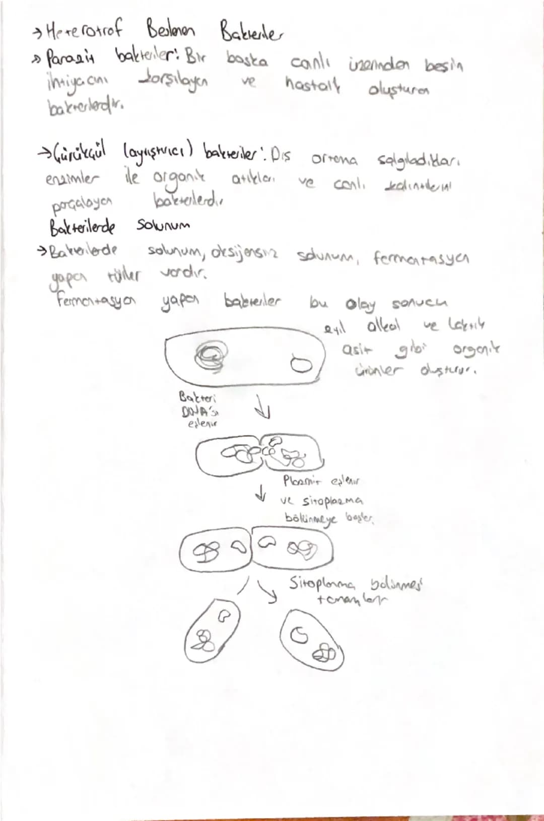 -BİYOLOJI-
Domain
Bakreler
↓
Arkeler
Okaryotlor
Prokayot
↓
Protista
Bitkiler
Marab Hayvanlar
→Bakteriler
• Bu âlende yer alan bütün con