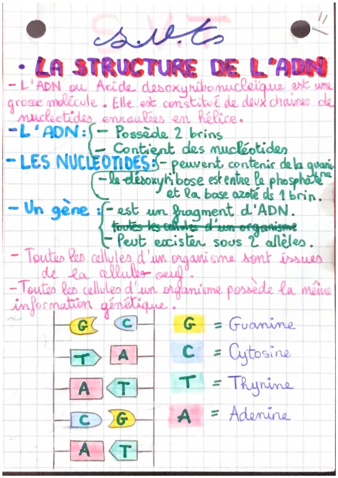 Sets
• LA STRUCTURE DE L'ADN
-L'ADN ou Acide desoxyribonucleique est une
grosse molécule. Elle est constitué de deux chaines de
nucleotide