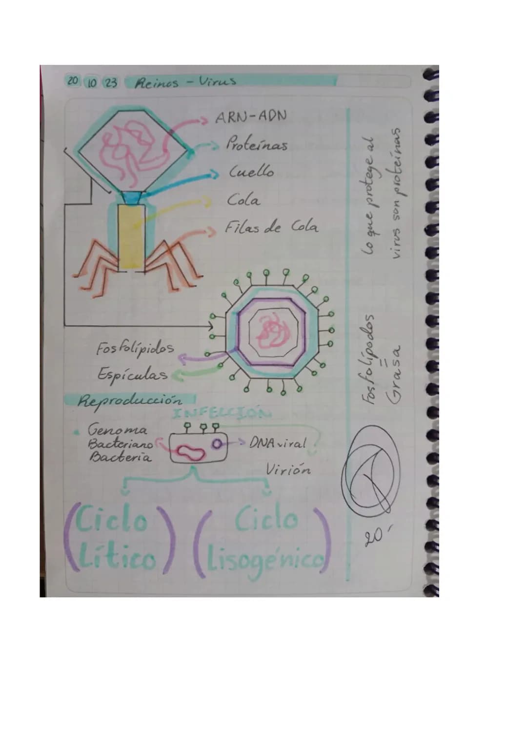 01025 Reinos - Virus
Objetivo: Explicar los conceptos básicos
relacionados con los virus, incluyendo so
estructura, función y cómo afectan