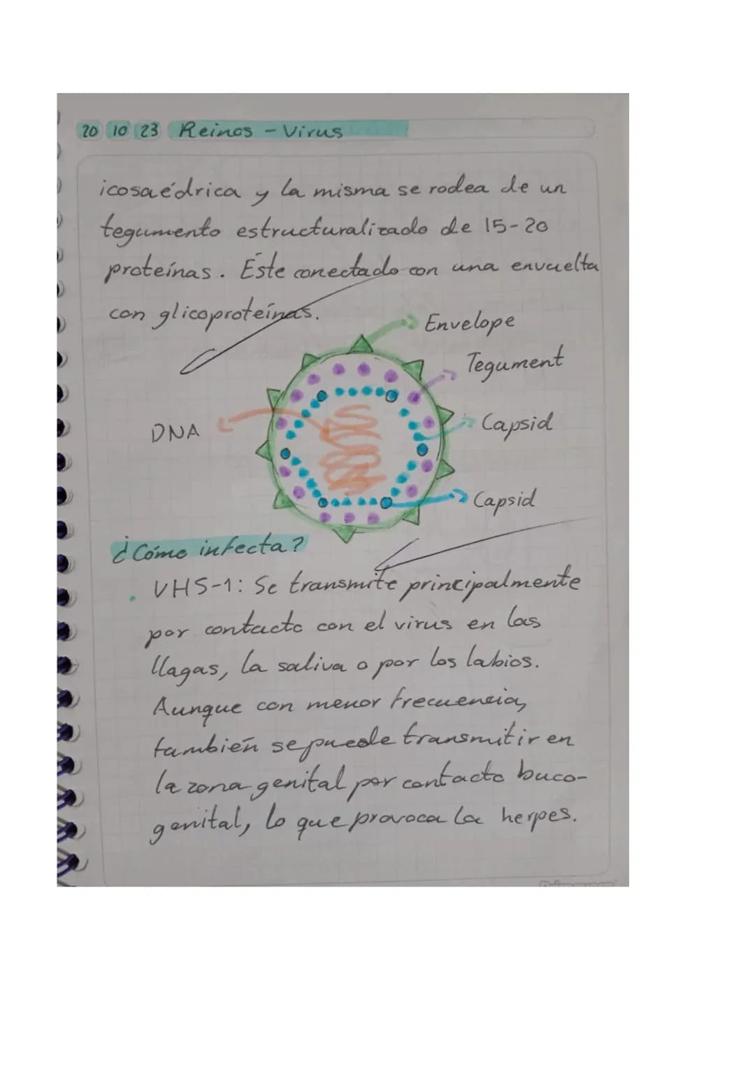 01025 Reinos - Virus
Objetivo: Explicar los conceptos básicos
relacionados con los virus, incluyendo so
estructura, función y cómo afectan
