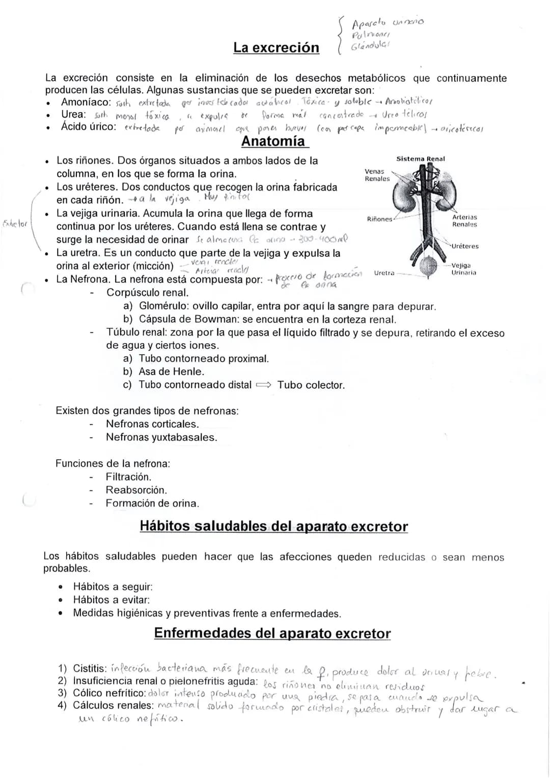 # La excreción
Aparato un neno
Pulmonci
Glándula!
La excreción consiste en la eliminación de los desechos metabólicos que continuamente
pr