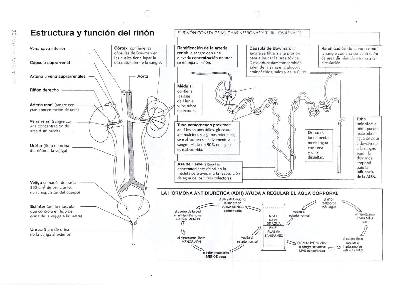 # La excreción
Aparato un neno
Pulmonci
Glándula!
La excreción consiste en la eliminación de los desechos metabólicos que continuamente
pr