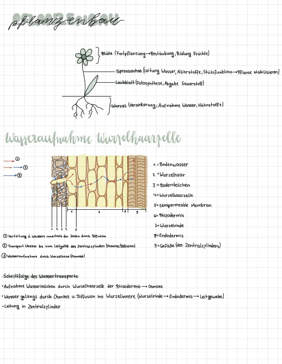 # pflanzenbau
Blüte (Fortpflanzung Bestäubung; Bildung Früchte)
-Sprossachse (Leitung Wasser, Nährstoffe; Stützfunktion Pflanze stabilisie