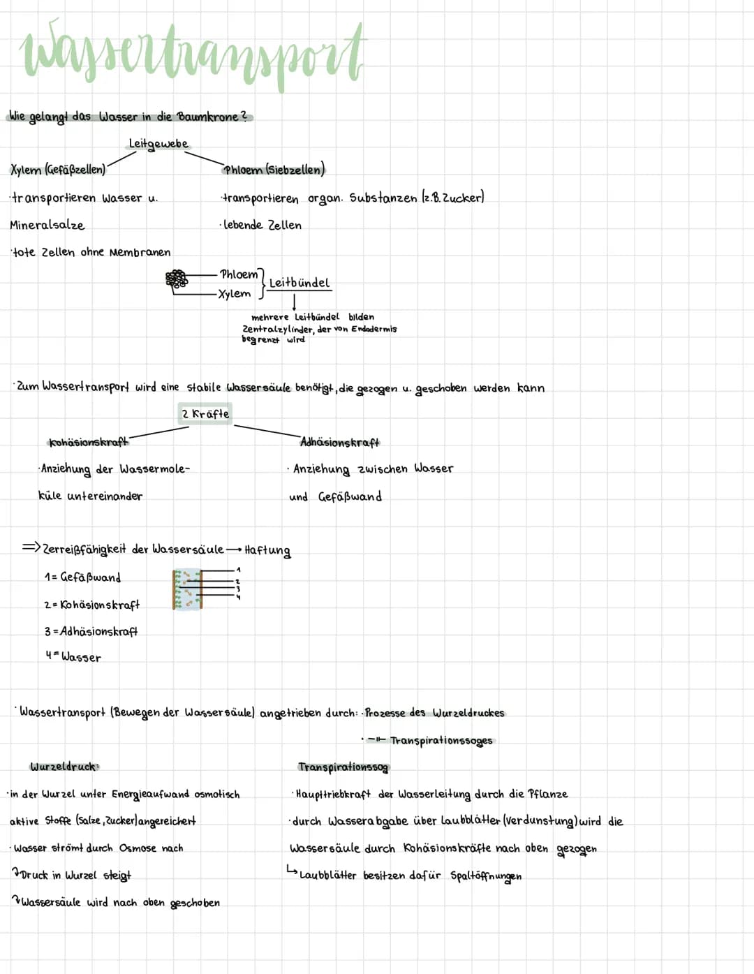 # pflanzenbau
Blüte (Fortpflanzung Bestäubung; Bildung Früchte)
-Sprossachse (Leitung Wasser, Nährstoffe; Stützfunktion Pflanze stabilisie