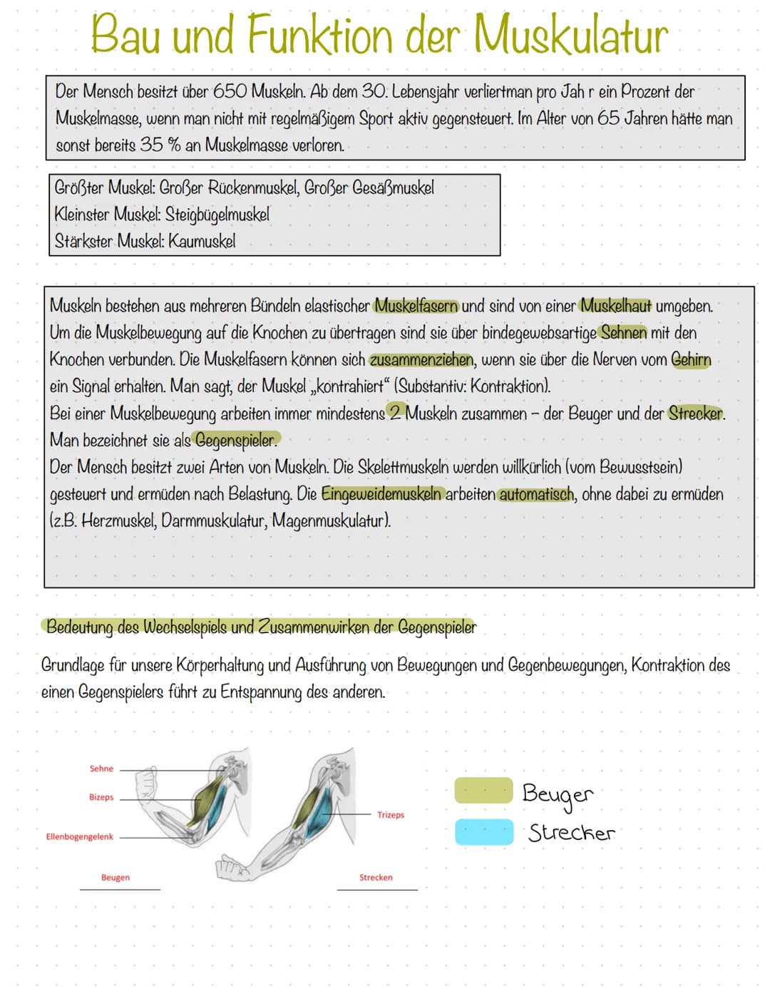 # DAS MENSCHLICHE SKELETT
Ein Mensch wird mit ca. 300 Knochen geboren. Einige Knochen, v.a. im Schädel, verwachsen im Laufe des Lebens
mite