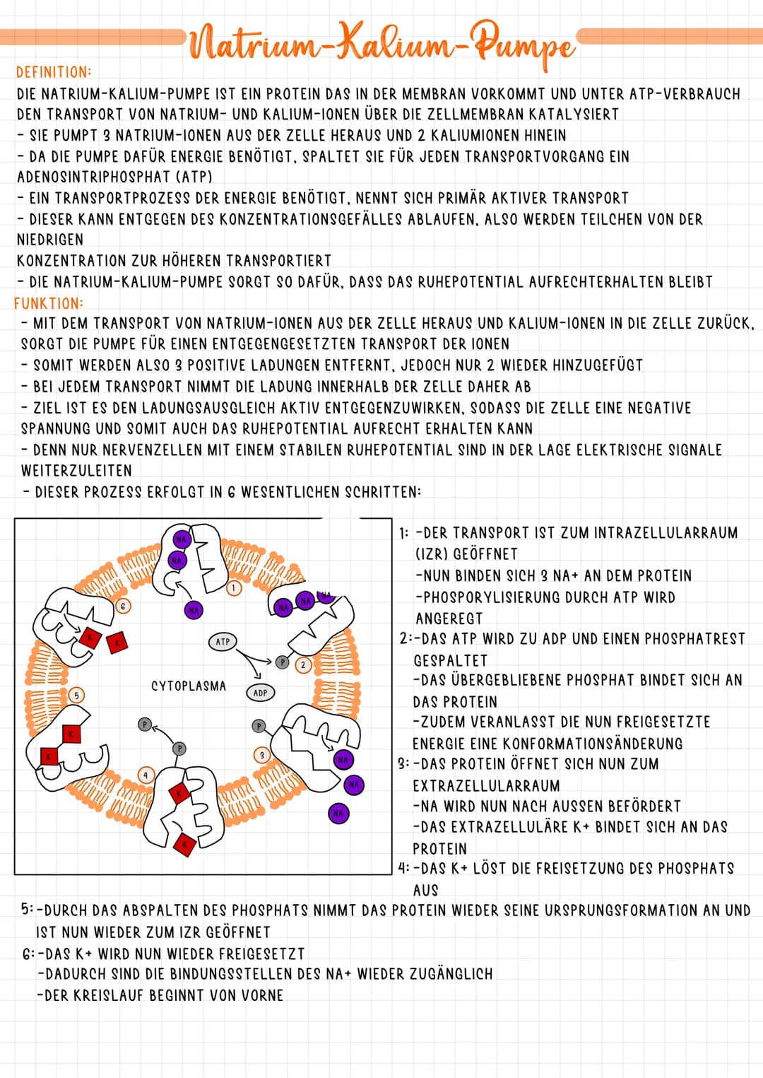 DEFINITION:
# Natrium-Kalium-Pumpe
DIE NATRIUM-KALIUM-PUMPE IST EIN PROTEIN DAS IN DER MEMBRAN VORKOMMT UND UNTER ATP-VERBRAUCH
DEN TRANSPOR