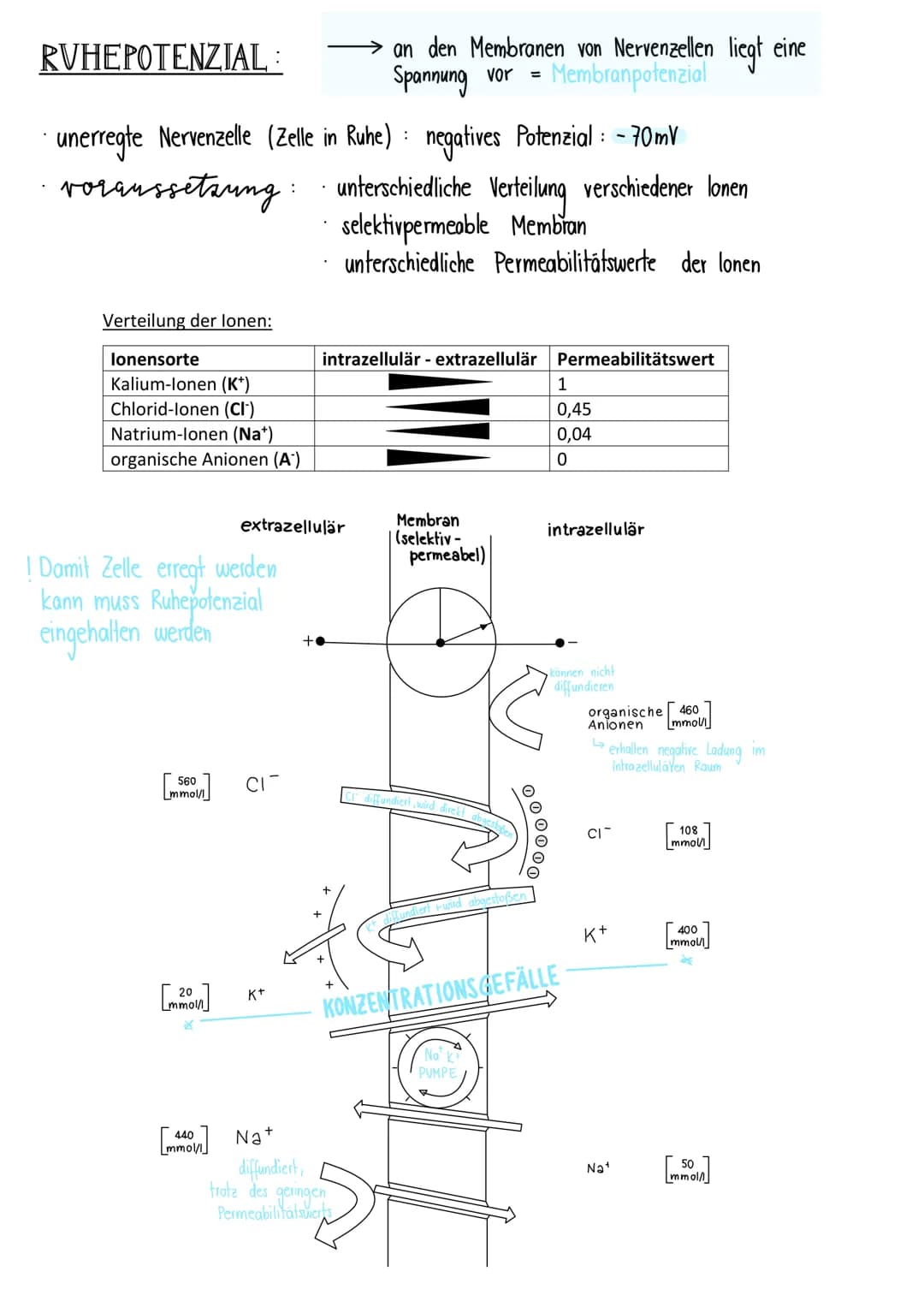 # neurologie
BAV & FUNKTION VON NERVENZELLEN:
- Dendriten: Informationsaufnahme + Weiterleitung
von Nervenimpulsen
- Endknöpfchen: Info