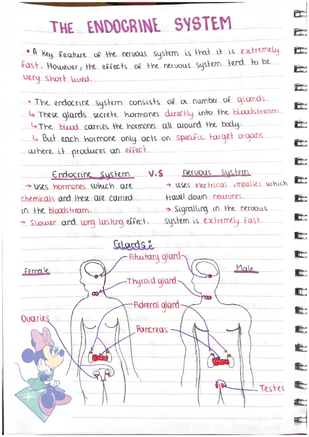 # THE ENDOCRINE SYSTEM
• A key feature of the nervous system is that it is extremely.
fast. However, the effects of the nervous.
system ten