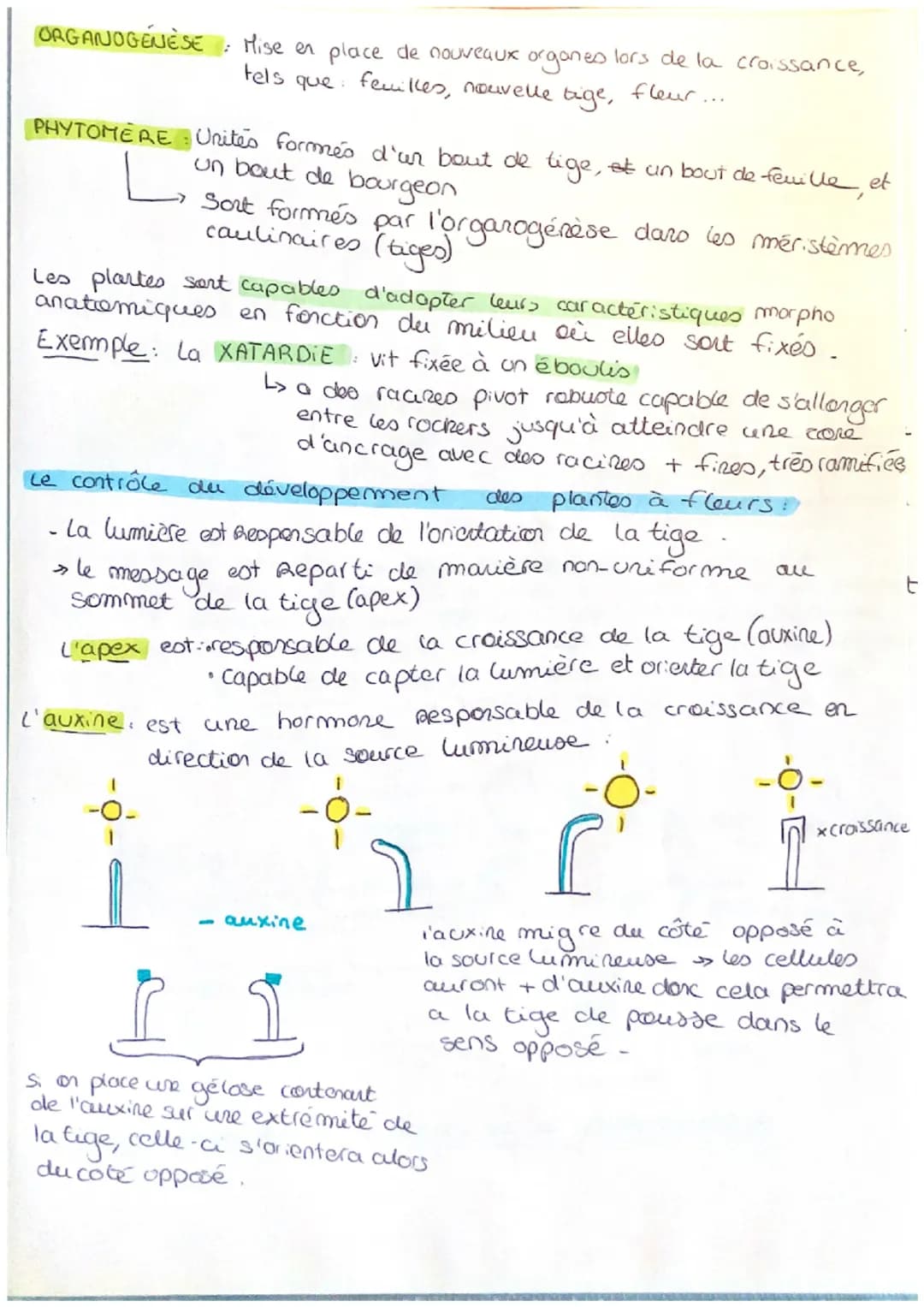 CH 10: DER GAMISATION FFONCTIONNELLE
PLANTES
Schema de l'organisation fonctionnelle d'une plante à fleur:
cell de
l'epiderme
cell de
garde