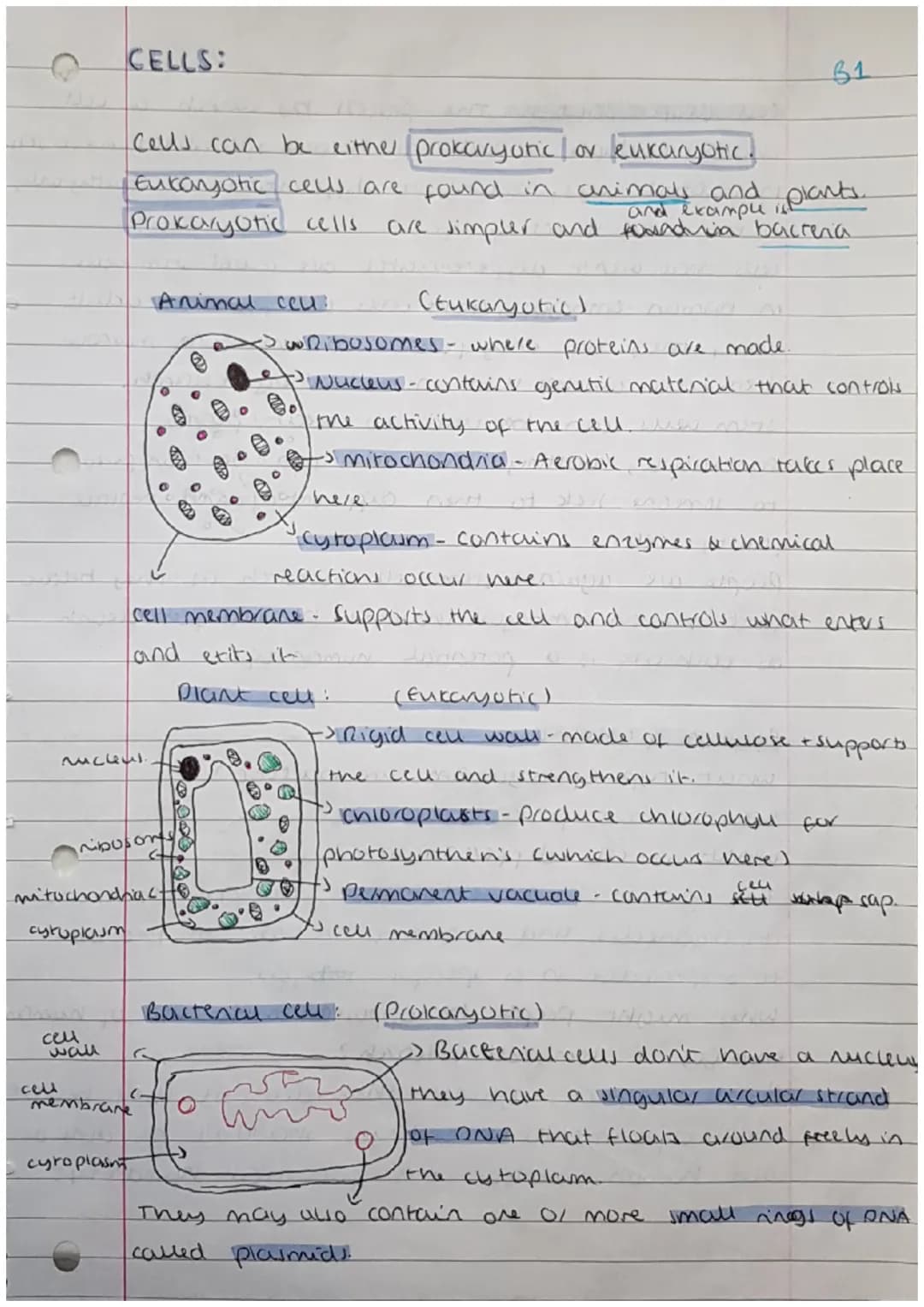 <h2>Cells</h2>
<p>Cells can be either prokaryotic or eukaryotic. Eukaryotic cells are found in animals and plants. Prokaryotic cells are si