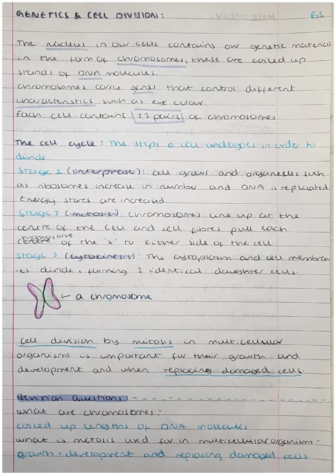 <h2>Cells</h2>
<p>Cells can be either prokaryotic or eukaryotic. Eukaryotic cells are found in animals and plants. Prokaryotic cells are si