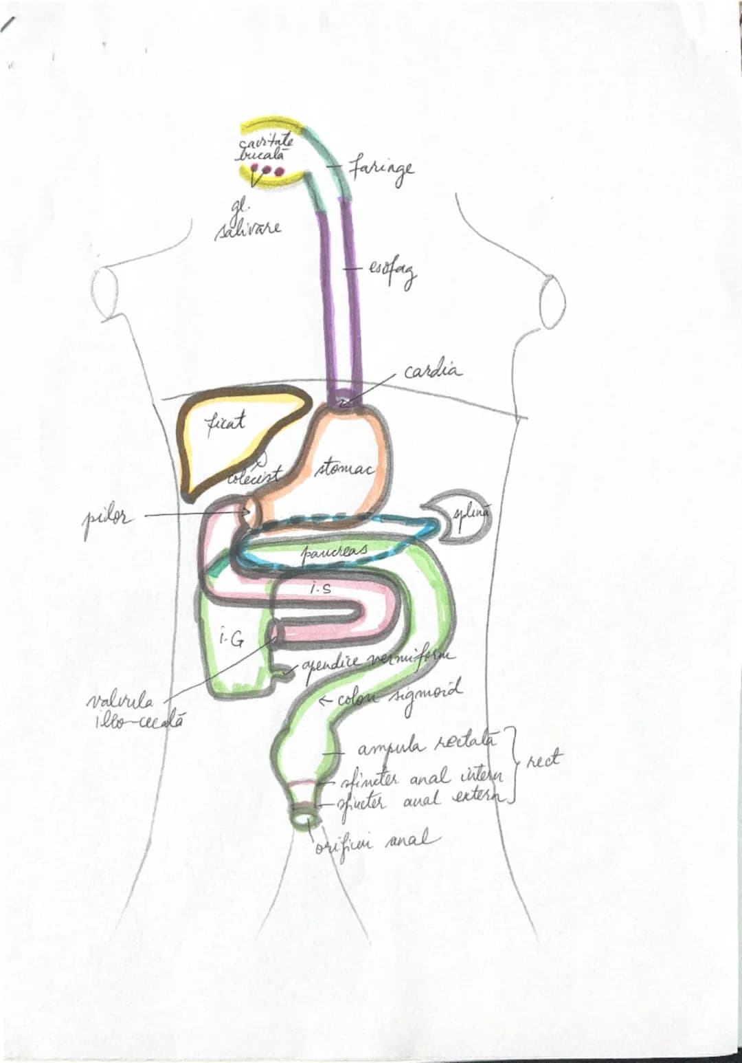 Listemul digestiv le om
tub digestiv
CAVITATE BUCALA CU
dinti definition
< de laste rol in mestecare
limbă cu rol in < vorbire
mestecare