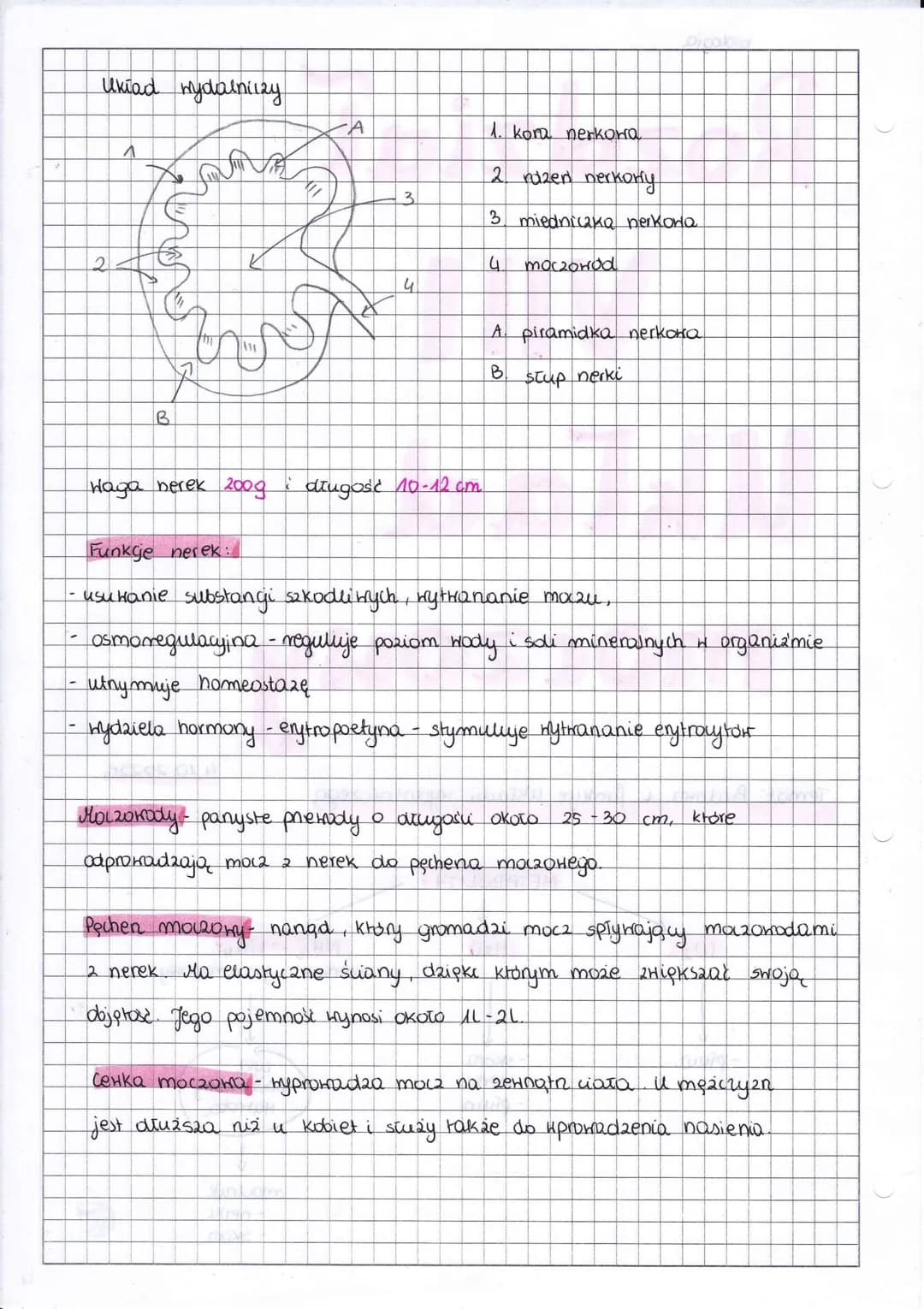 biologia
# Rozdział
# VIII
# Uklad
# moczowy
Temat: Budora i funkje układu wydalniczego
4.10.20220
METABOLITY
02
H2O
NH3-NHU
amoniak jon a
