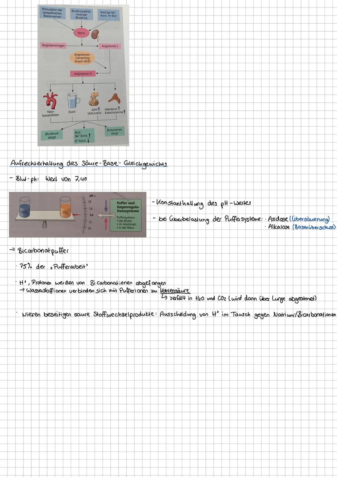 # Bau & Funktion der Niere
Aufgaben Harnsystem
-Harnbildung Entgiftung
-Ausscheidung harnpflichtiger Substanzen
-Regulierung Wasser-/ Salzh