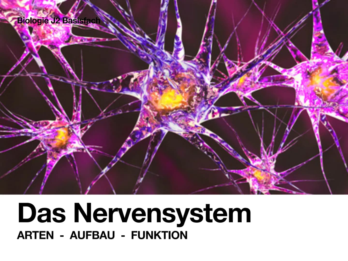 # Biologie J2 Basisfach
# Das Nervensystem
ARTEN - AUFBAU - FUNKTION # 01 Was ist das Nervensystem?
DEFINITION
Das Nervensystem ist der