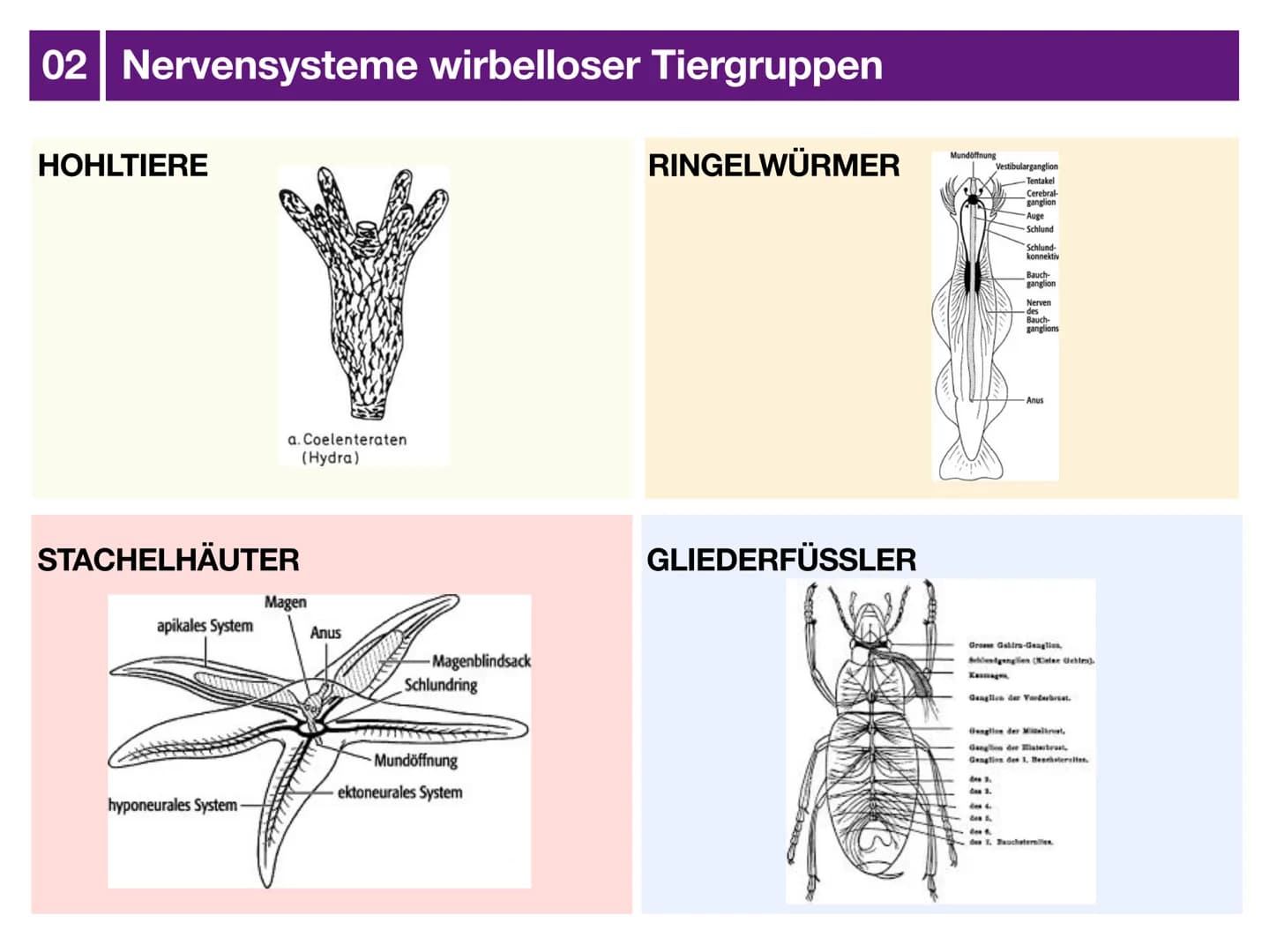 # Biologie J2 Basisfach
# Das Nervensystem
ARTEN - AUFBAU - FUNKTION # 01 Was ist das Nervensystem?
DEFINITION
Das Nervensystem ist der