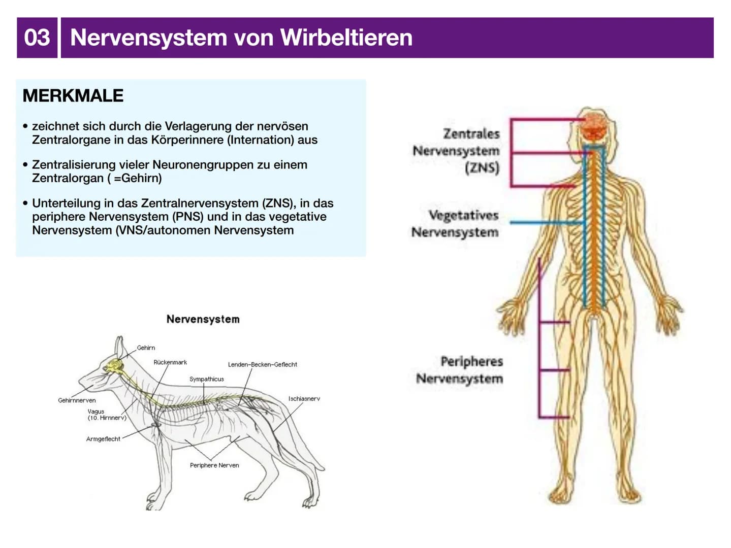 # Biologie J2 Basisfach
# Das Nervensystem
ARTEN - AUFBAU - FUNKTION # 01 Was ist das Nervensystem?
DEFINITION
Das Nervensystem ist der