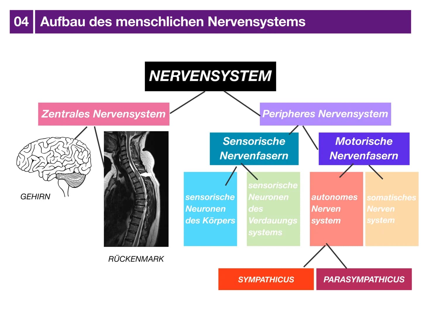 # Biologie J2 Basisfach
# Das Nervensystem
ARTEN - AUFBAU - FUNKTION # 01 Was ist das Nervensystem?
DEFINITION
Das Nervensystem ist der