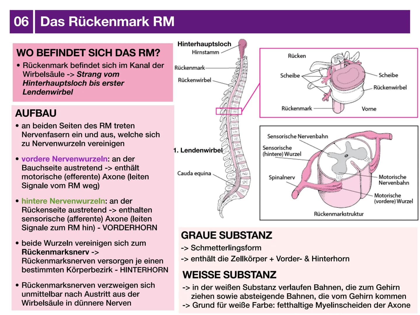 # Biologie J2 Basisfach
# Das Nervensystem
ARTEN - AUFBAU - FUNKTION # 01 Was ist das Nervensystem?
DEFINITION
Das Nervensystem ist der