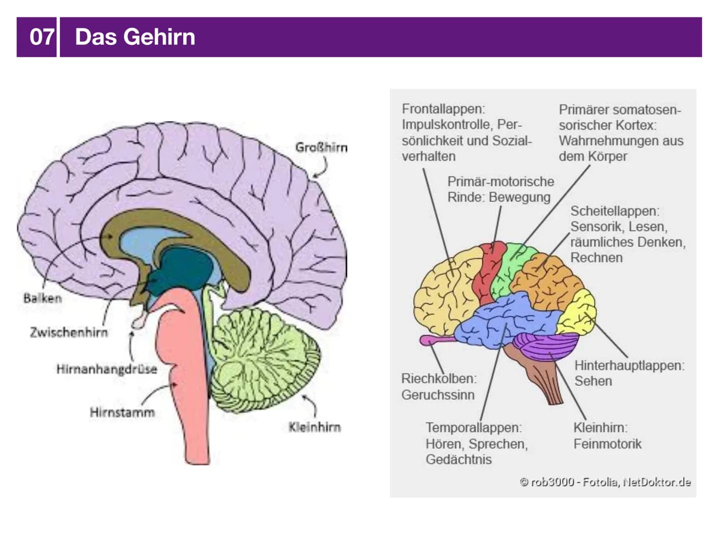 # Biologie J2 Basisfach
# Das Nervensystem
ARTEN - AUFBAU - FUNKTION # 01 Was ist das Nervensystem?
DEFINITION
Das Nervensystem ist der