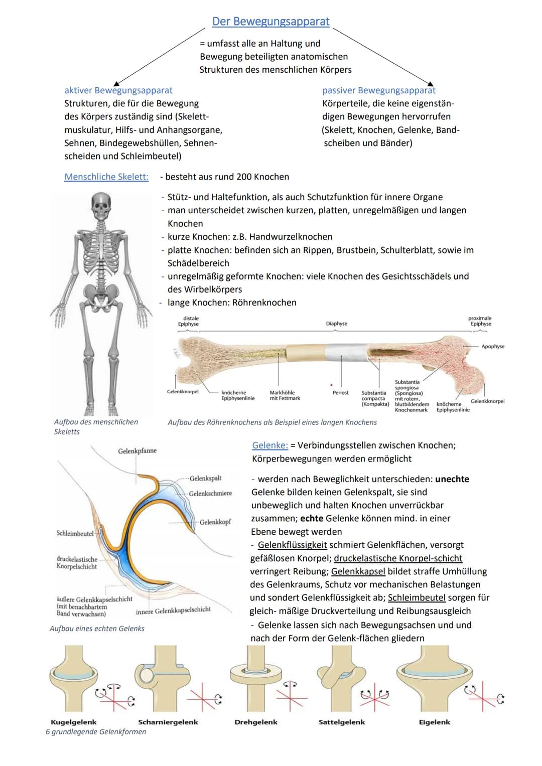 # Der Bewegungsapparat
= umfasst alle an Haltung und
Bewegung beteiligten anatomischen
Strukturen des menschlichen Körpers
aktiver Bewegun