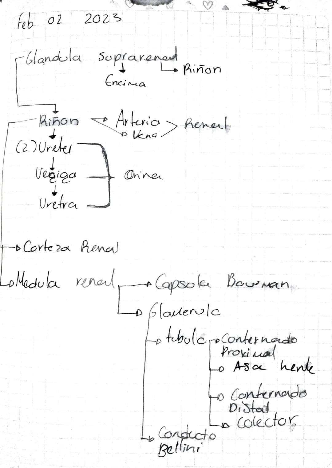 Renal
Excreción Riñones Sistema Urinar
Glandulasias
Sudoriparas
↓
H20
Dermis - Piel
Sales
Minerales
↓
Orina
Toxico feb 02 2023
「Gl