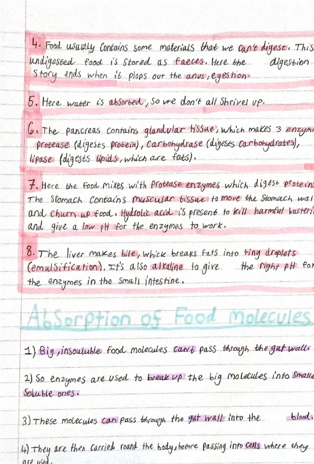 # Digestion
Mouth
Liver
Oesophagus
Stomach
Pancreas
4 Rectum
large
intestine
③ Small
intestine
1. Digestion Starts here where the t