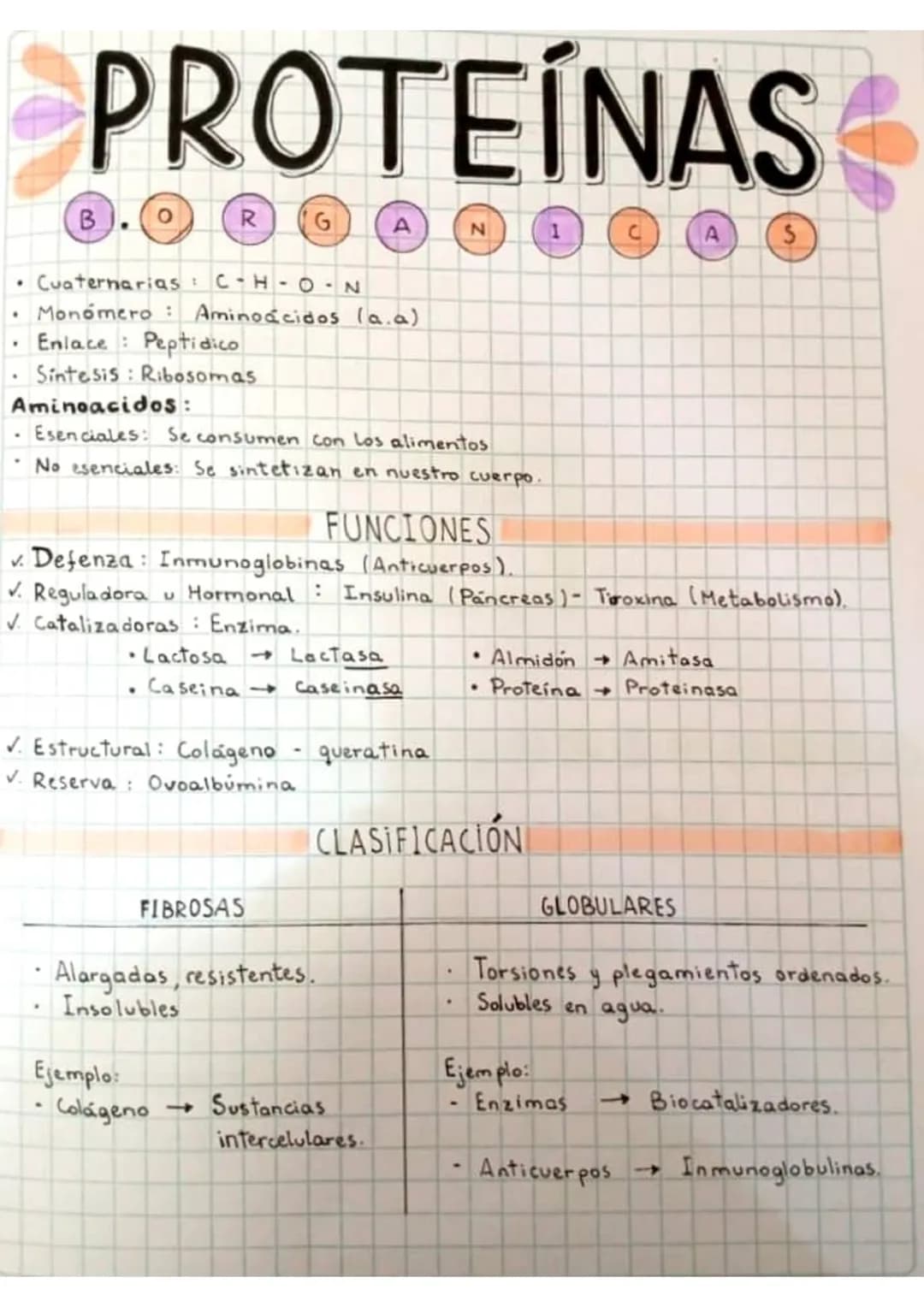 # PROTEÍNAS
B
。
R
G
A
N
1
C
A
S
- Cuaternarias : C-H-O-N
- Monómero: Aminoácidos (a.a)
- Enlace : Peptidico
- Sintesis: Ribosomas
Aminoac