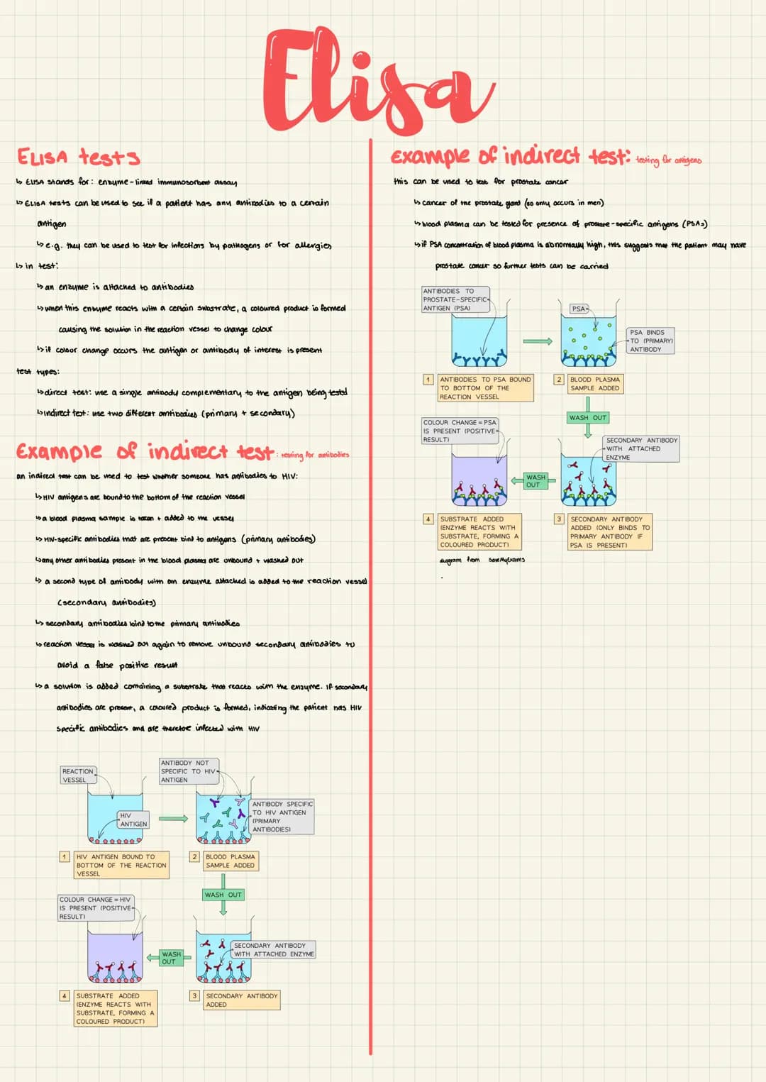 <p>ELISA stands for enzyme-linked immunosorbent assay.</p>
<p>ELISA tests can be used to detect the presence of antibodies to a specific an