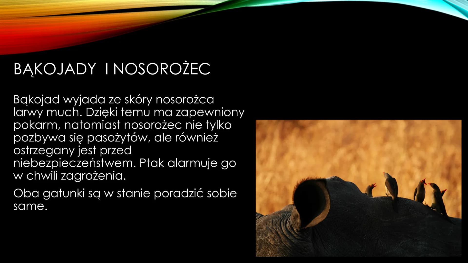 # NIEANTAGONISTYCZNE
# ZALEŻNOŚCI MIĘDZY GATUNKAMI Zależności dodatnie, zwane również nieantagonistycznymi – są to
zależności, które :
*